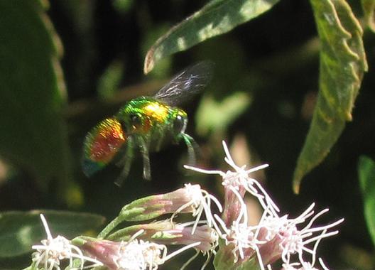 Stilbum cyanurum, Chrysididae